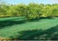 Reti agricole dell'anti raccolto UV dell'oliva verde dell'HDPE fornitore